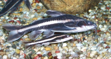 photo courtesy of Planet Catfish
