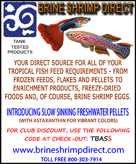 brine shrimp Direct